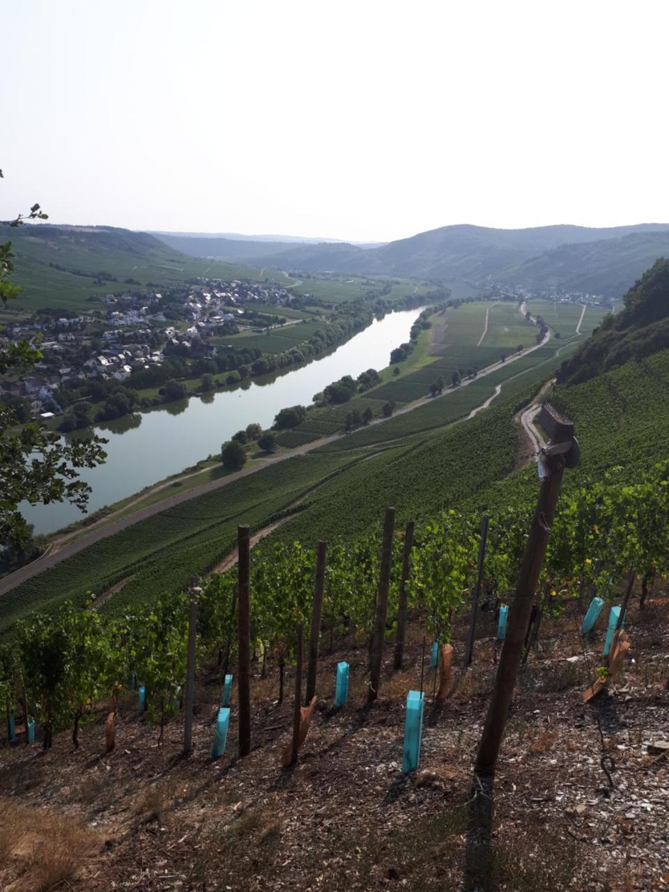 Gaestehaus Jufferpanorama Brauneberg Zewnętrze zdjęcie